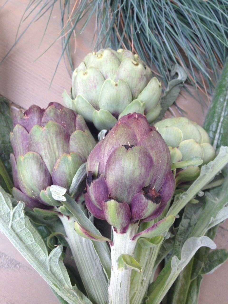 Artichoke season!!